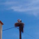 Storks at Parchal